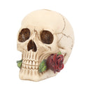 Argentine Skull 15 cm.