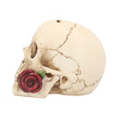 Argentine Skull 15 cm.