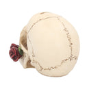 Argentine Skull 15 cm.