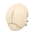 Argentine Skull 15 cm.