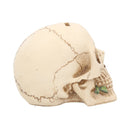 Argentine Skull 15 cm.