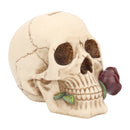 Argentine Skull 15 cm.