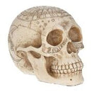 Astrological Skull (20cm)