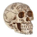 Spirits (20cm) Skull